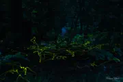 FIREFLY